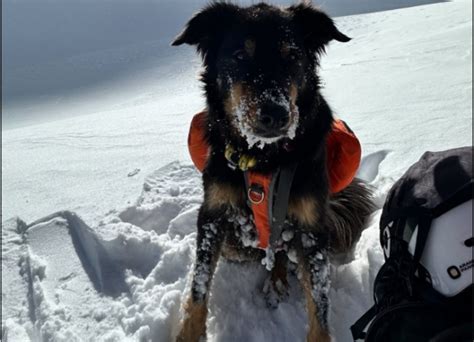 ‘I just want him back’: Colorado avalanche survivor determined to find beloved dog, missing since slide